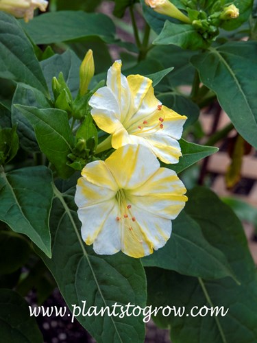 Four O' Clock Flower Lemon Swirl (Mirabilis jalapha) 
A white flower with the lemon coloration.